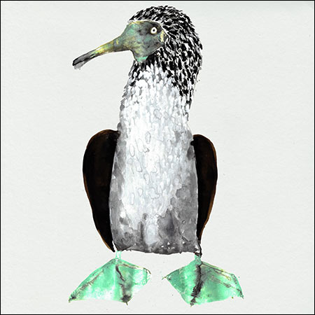 Обложка к альбому - Galápagos