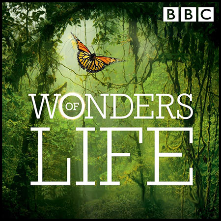 Обложка к альбому - Чудеса жизни / Wonders of Life